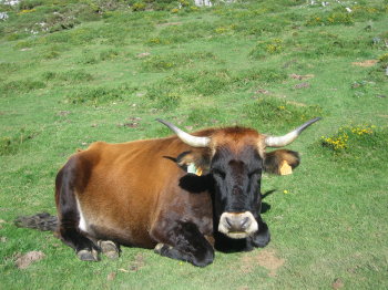 Vaca
