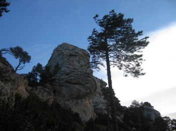 Penyasegat i arbre amb vent