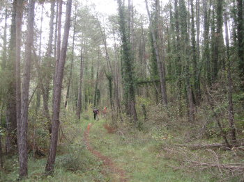 Camí prop de la riera Camí prop de la riera